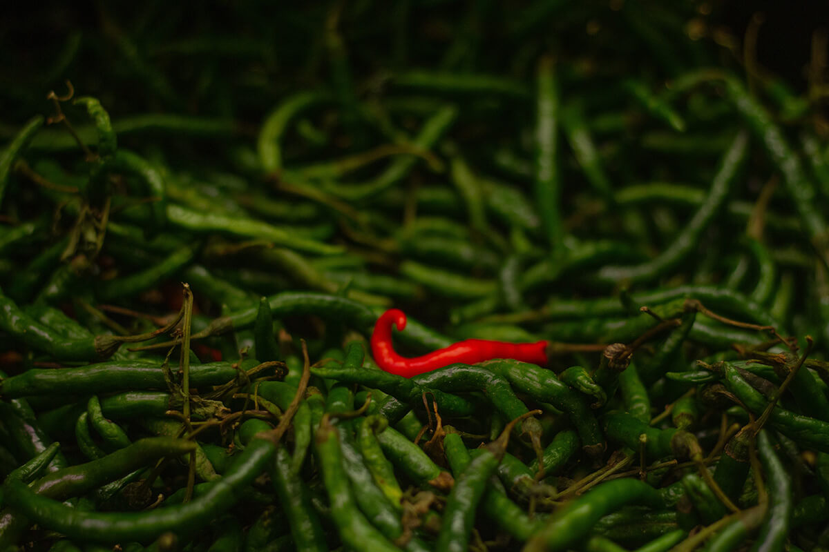 A single red chili pepper laying surrounded by green chili peppers